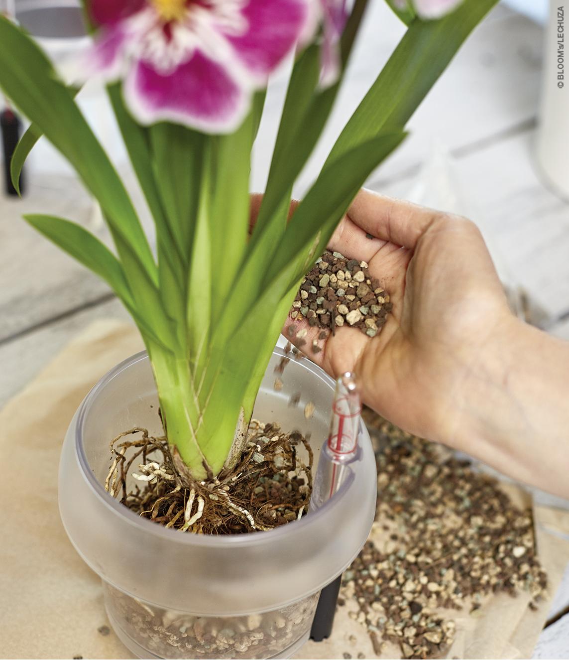 Een orchidee wordt in een ORCHIDEA-plantenbak met ORCHIDPON geplant.