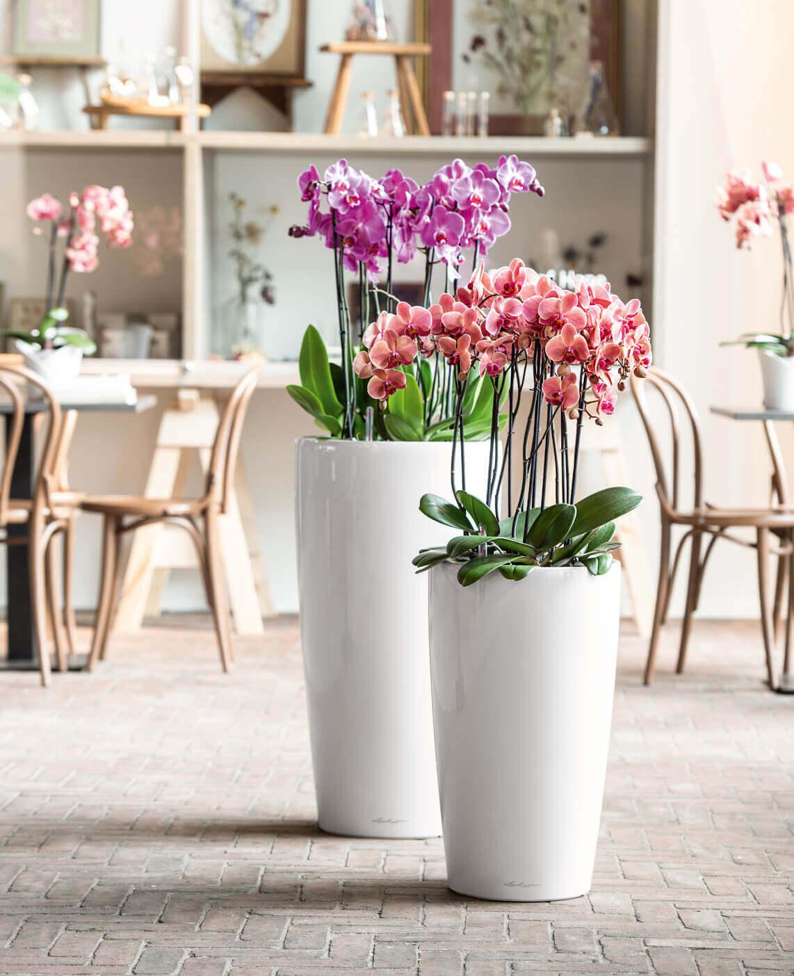 elho Pot pour Orchidée GREEN BASICS - Transparent - Bloomling Belgique