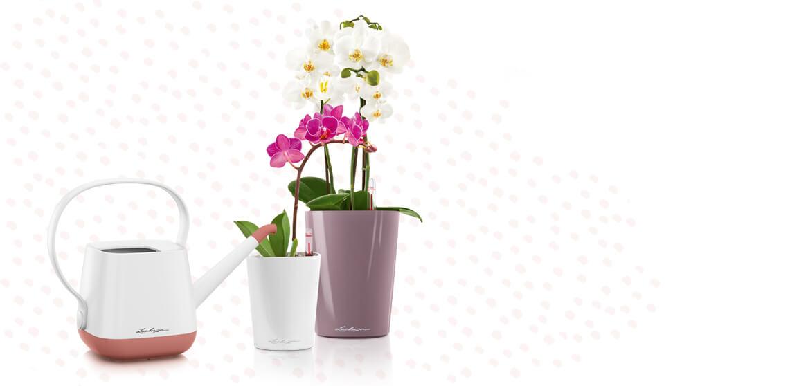 Que Faire Avec Une Orchidee Qui A Perdu Ses Fleurs