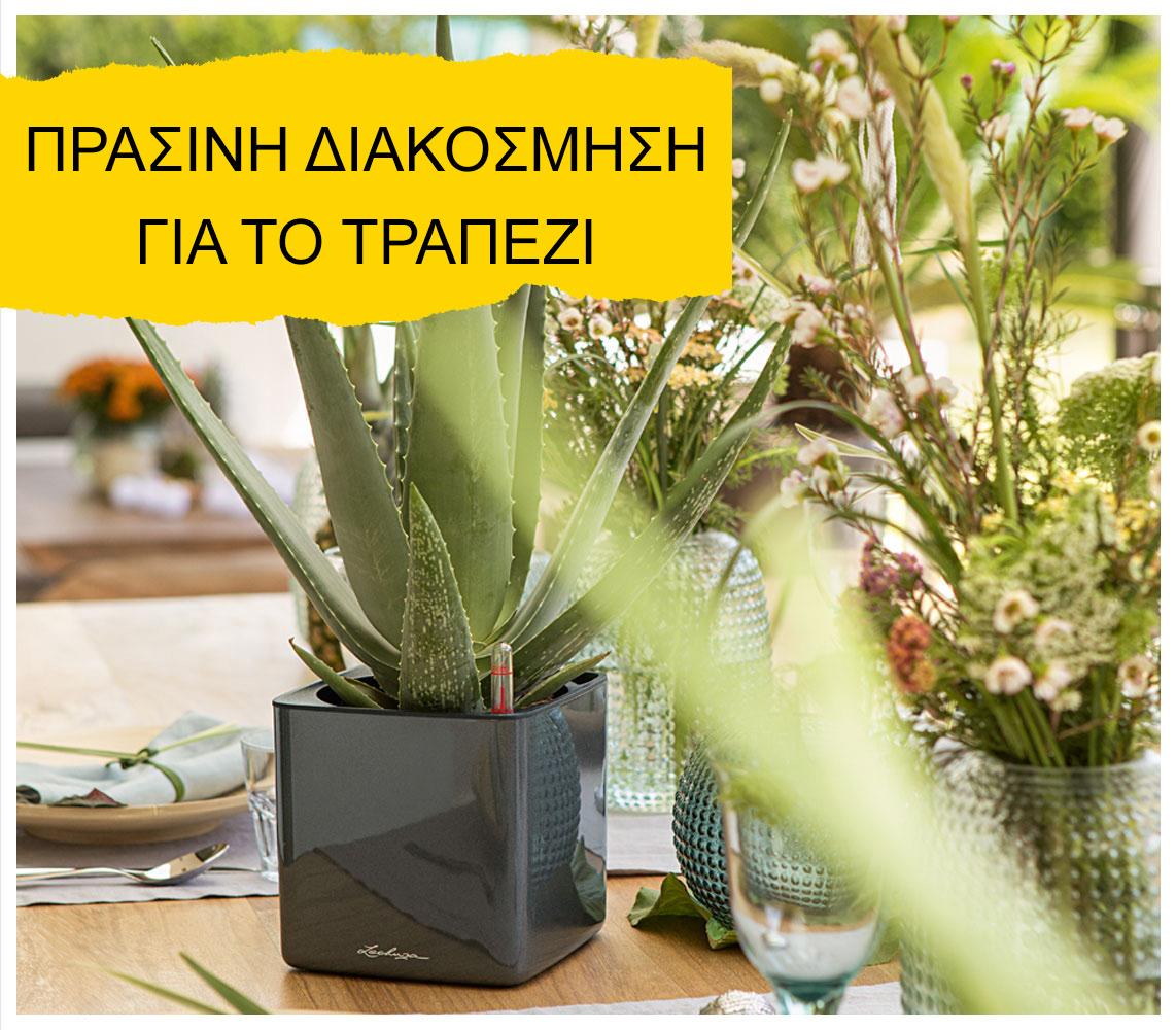 '&Eta; &gamma;&lambda;ά&sigma;&tau;&rho;&alpha; LECHUZA CUBE Glossy &sigma;&epsilon; &alpha;&nu;&theta;&rho;&alpha;&kappa;ί &chi;&rho;ώ&mu;&alpha;