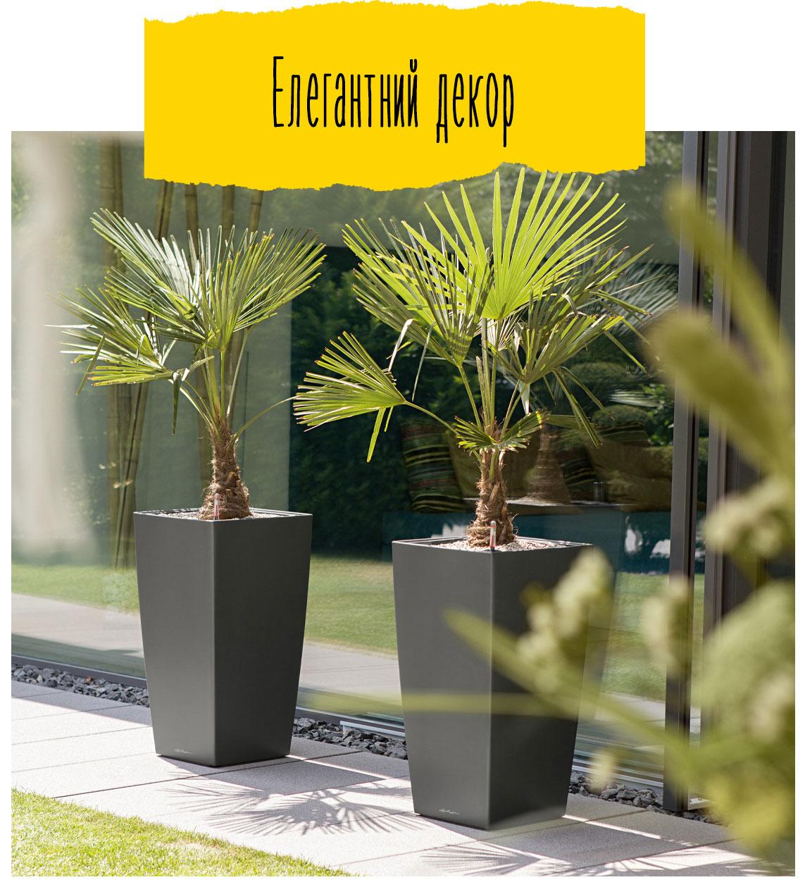 Два CUBICO Premium кольори антрацит з пальмами стоять перед великим вікном на вулиці.