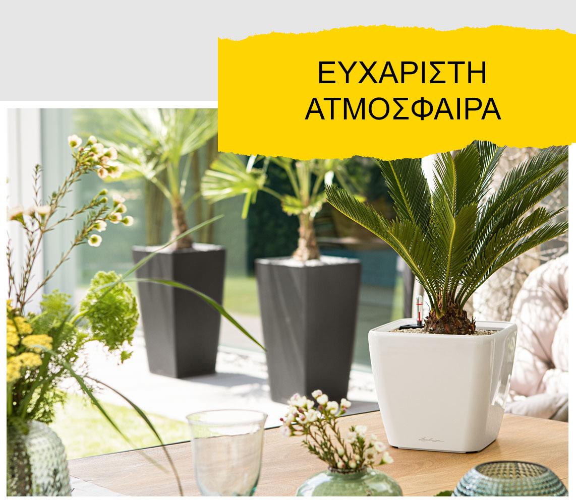 '&Eta; &gamma;&lambda;ά&sigma;&tau;&rho;&alpha; LECHUZA Quadro LS &sigma;&epsilon; &lambda;&epsilon;&upsilon;&kappa;ό &chi;&rho;ώ&mu;&alpha;