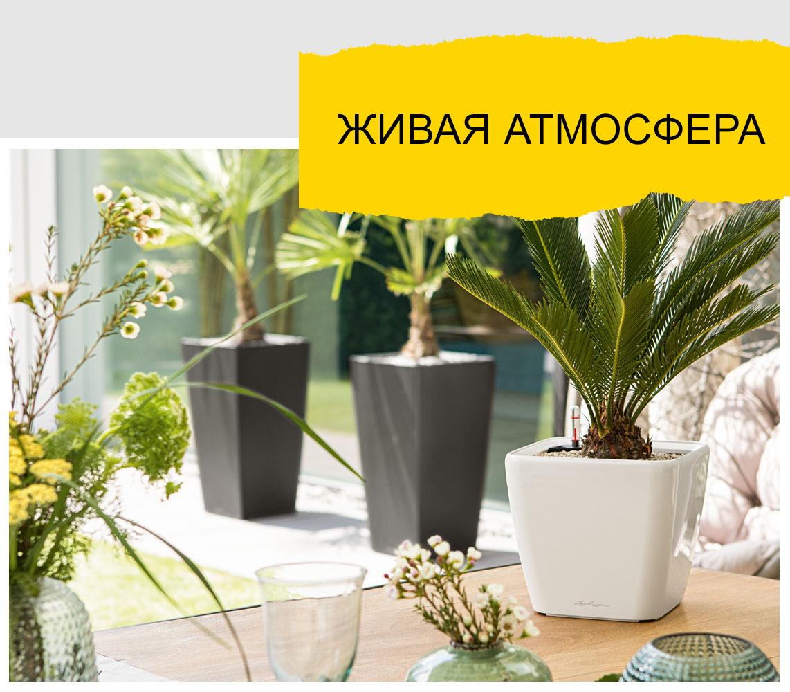 LECHUZA Quadro LS белого цвета с пальмой стоит на столе. На заднем плане два LECHUZA CUBICO цвета антрацит.