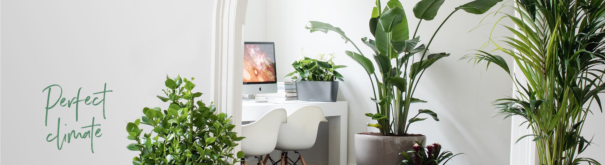 In my opinion, indoor plants are an absolute game-changer for decoration. I  believe they not only enhance the aesthetics but also bring a refreshing  vibe to any space. Additionally, taking care of