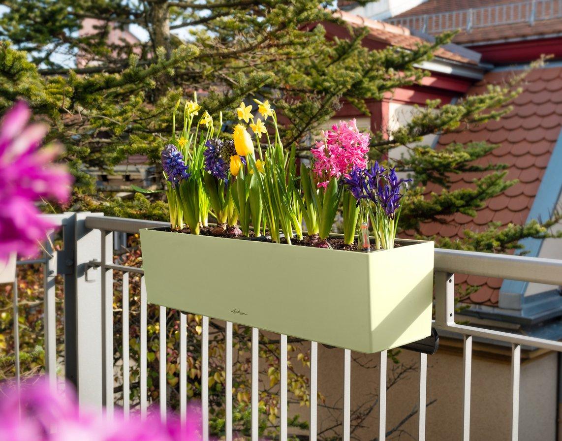 Garten- und Traubenhyazinthen im CUBE Glossy Kiss