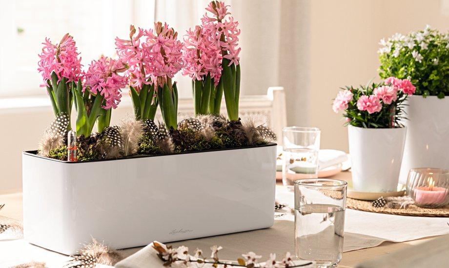 Blühende Deko im Frühling