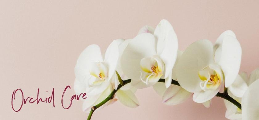 le_tw-uebersicht_orchideen le_tw-uebersicht_orchideen