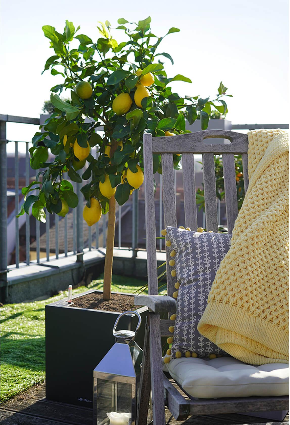 Transformez votre jardin ou balcon en oasis de citrons savoureux : guide  ultime du citronnier en pot !