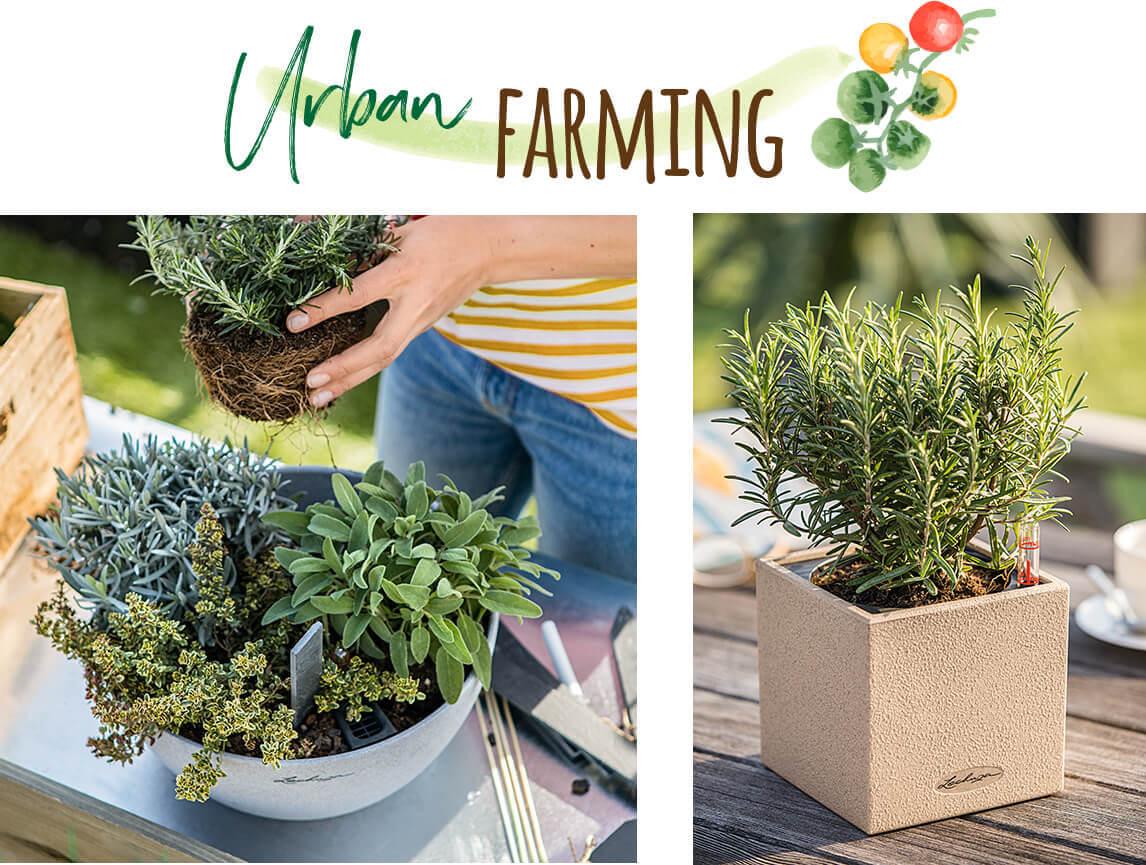 Urban Farming with CUBETO