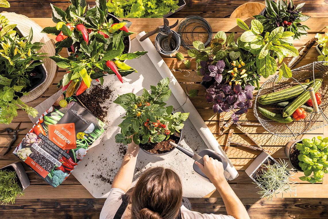 VEGGIEPON &ndash; der perfekte N&auml;hrboden f&uuml;r Gem&uuml;se und Kr&auml;uter.