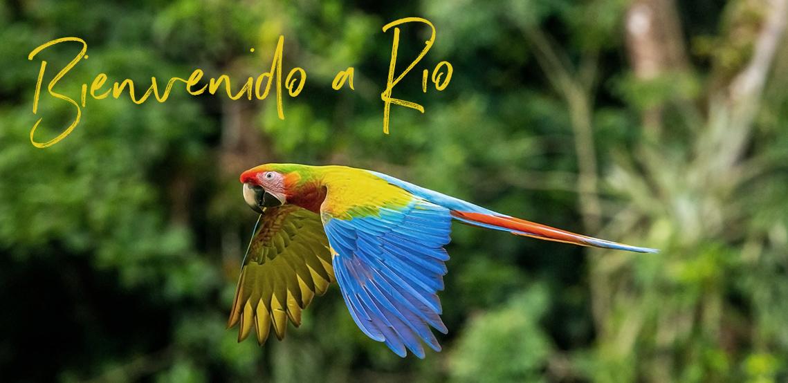 Un guacamayo rojo brillante vuela por la jungla