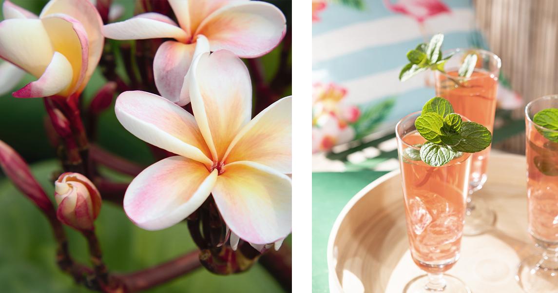 'Frangipani-Blüten auf einem Zweig und drei Gläser mit Cocktails