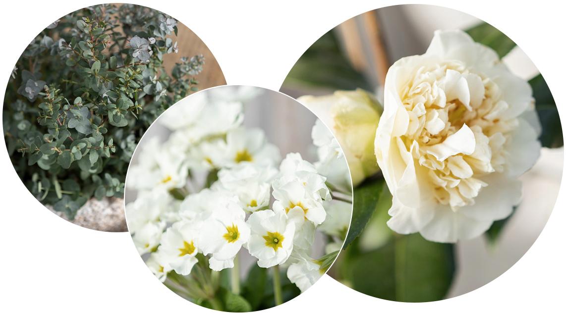 'Verschiedene weiße und grüne Pflanzen und Blüten in Kreisen angeordnet (von links nach rechts: Eukalyptus