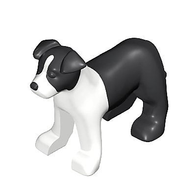 30632123_sparepart/Border-Collie-Welpe
