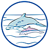 70094 featureimage Delfine schwimmen